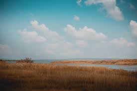 Golden grassland on the shore of a lake in Akagera National Park
