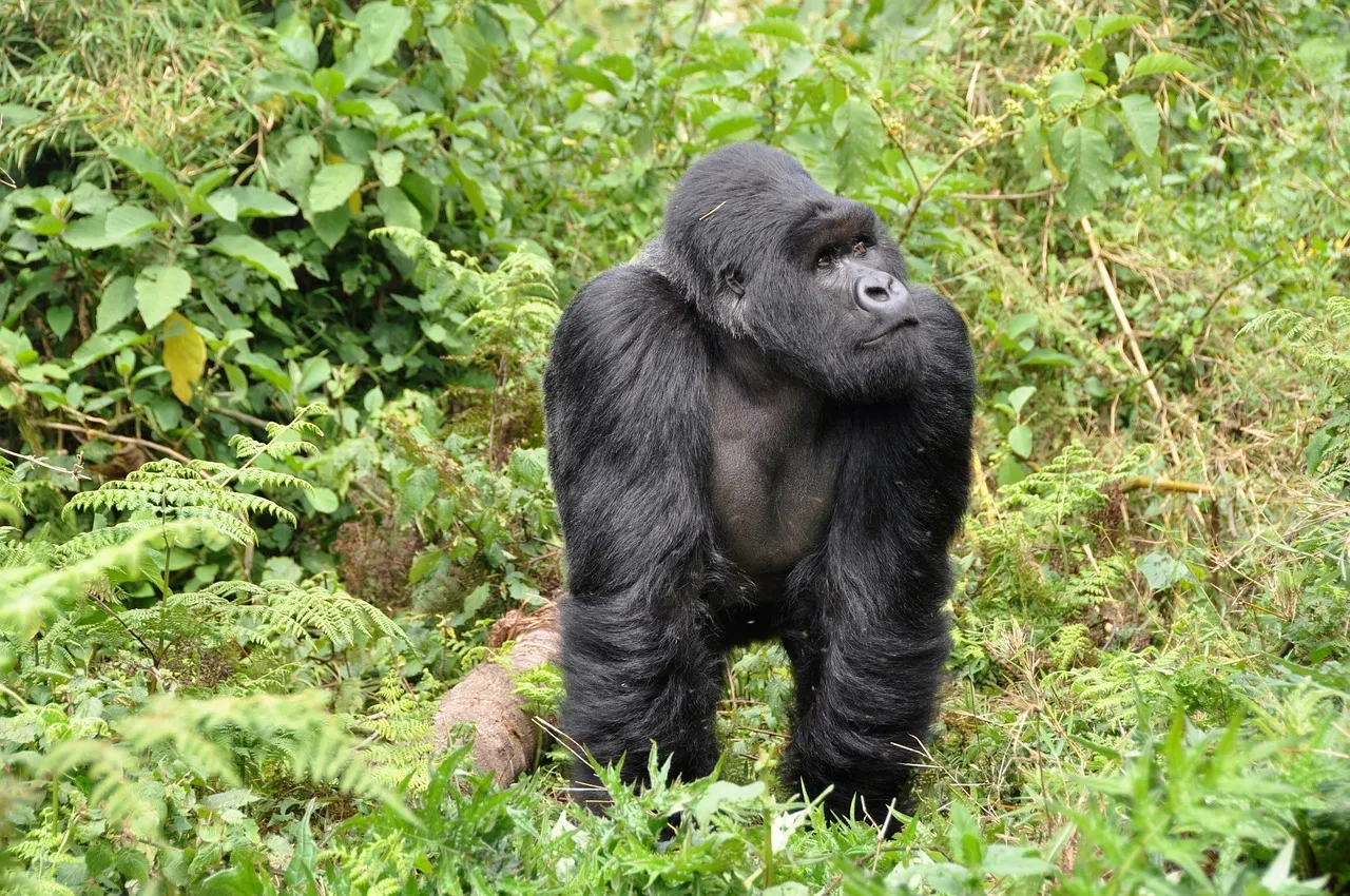 A silverback mountain gorilla sitting in thick green forest undergrowth