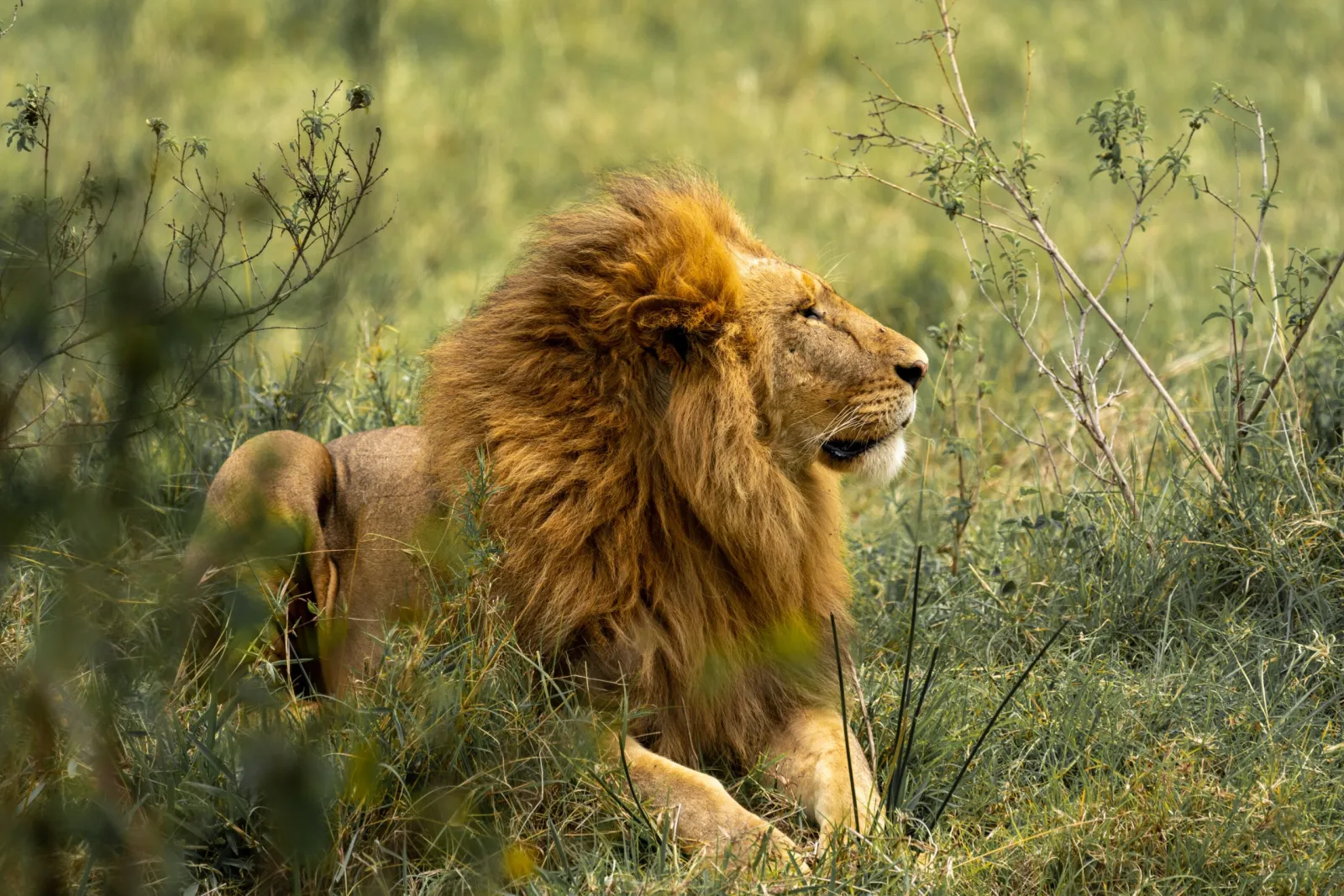 A male lion with a full mane resting in tall grass
