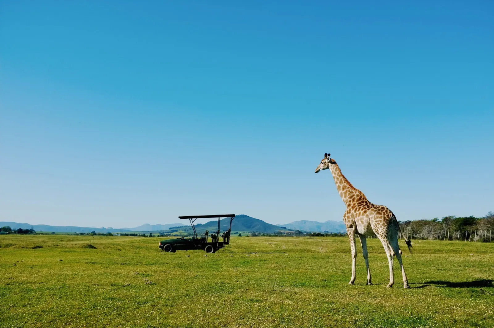 A giraffe on open grassland with a safari vehicle in the distance