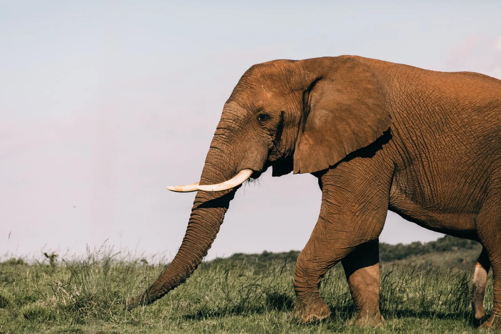 An African elephant with tusks walking across grassland