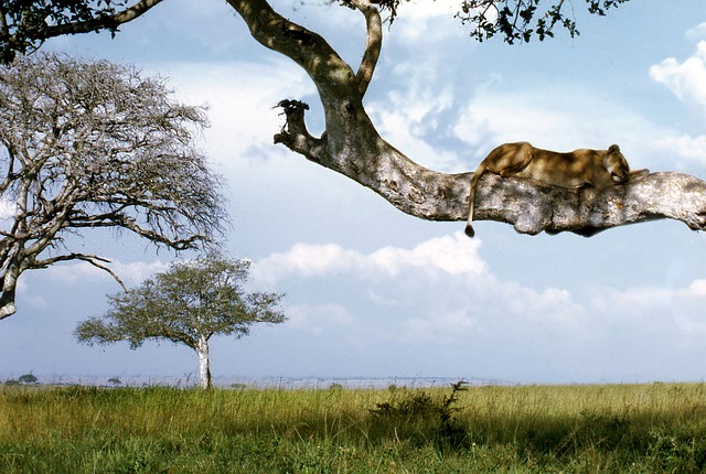 A lion resting on the branch of a tree above the savanna